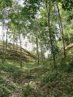 Jual Lahan RambungKaret 3 hektar lokasi di Aceh Tamiang Kab., tersedia melalui melalui situs Olx