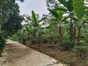 Jual Murah Tanah Kebun di dekat Wisata Cipanas KiarapedesWanayasa Purwakarta lokasi di Purwakarta Kab., tersedia melalui melalui situs Olx