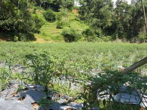 Jual Sawah dan kebun Produktif, 1,27 Ha lokasi di Purwakarta Kab., tersedia melalui melalui situs Olx
