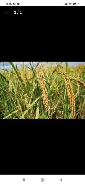 jual sawah desa Banjarsari Ciamis lokasi di Kab. Pangandaran, tersedia melalui melalui situs Olx