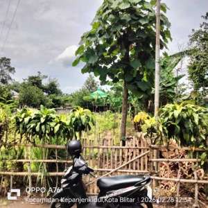 Jual Tanah 873 M2 lokasi di Blitar Kota, tersedia melalui melalui situs Olx