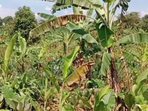 Jual Tanah Bogor di Kalisuren Tajur Halang Luas tanah 1292 m2 lokasi di Depok Kota, tersedia melalui melalui situs Olx