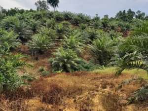 Jual Tanah Di Kalimantan Timur Berau Kebun Sawit Potensi Batubara lokasi di Berau Kab., tersedia melalui melalui situs Olx