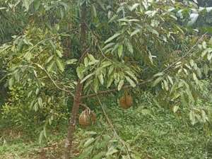 Jual tanah di wado sumedang 35rbmtr ada villa, kebun durian dan mata air lokasi di Sumedang Kab., tersedia melalui melalui situs Olx