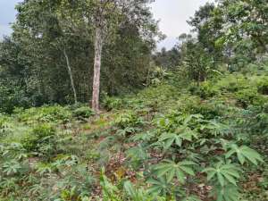 Jual tanahKebun CampuranDi Wanayasa Purwakarta lokasi di Purwakarta Kab., tersedia melalui melalui situs Olx