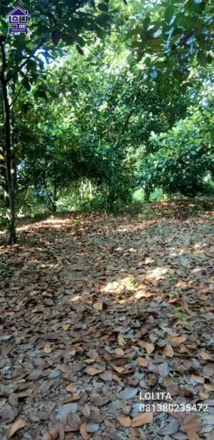 Jual Tanah Kebun Luas 6,8Ha Bisa Dibeli Separuh Luasan di Tanjungsari Bogor lokasi di Bogor Kab., tersedia melalui melalui situs Olx