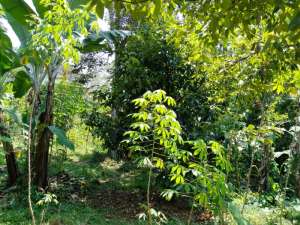 Jual Tanah Kebun Manggis Durian Pala Dan Cengkih. Lokasi Strategis lokasi di Purwakarta Kab., tersedia melalui melalui situs Olx