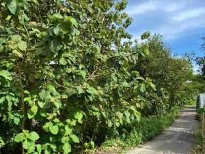 Jual Tanah Luas 200m2are Jl Pura Lempuyang Kutuh Zona Kuning area Vila villa Komersilarea Investasi Strategis Kuta Selatan Bali lokasi di Kab. Badung, tersedia melalui melalui situs Olx