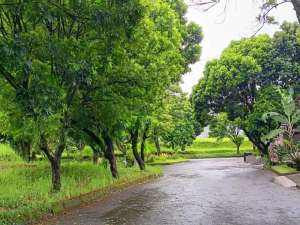 Jual Tanah matang siap bangun di Budi indah Setiabudi Bandung lokasi di Bandung Kota, tersedia melalui melalui situs Olx