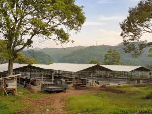 Jual Tanah Peternakan Sapi di Bogor Luas 7,5 Ha lokasi di Bogor Kab., tersedia melalui melalui situs Olx