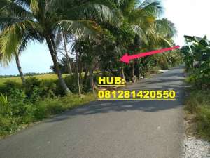 jual tanah sawah pinggir jalan aspal lokasi di Banjar Kab., tersedia melalui melalui situs Olx