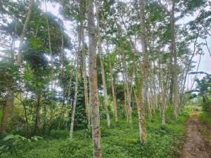 kavling 1.299m di desa Meteseh, Boja, Kendal lokasi di Kendal Kab., tersedia melalui melalui situs Olx