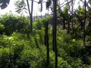 Kavling Di Bandung Utara Lembang Sangat cocok investasi lokasi di Bandung Barat Kab., tersedia melalui melalui situs Olx