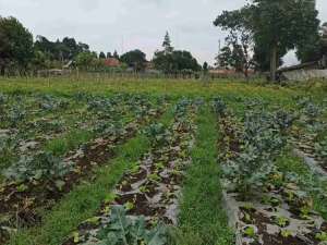 kavling di lembang bandung barat lokasi di Bandung Barat Kab., tersedia melalui melalui situs Olx