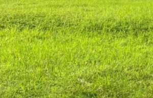 Kavling Graha Natura Lebar 16, Hadap Barat lokasi di Surabaya Kota, tersedia melalui melalui situs Olx