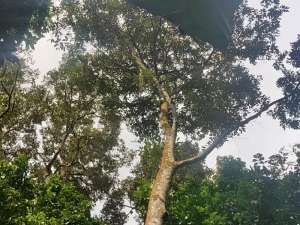 Kebon Duren Tanah dijual luas 4100 m SHM kebon duren produktif di Rumpin Bogor lokasi di Bogor Kab., tersedia melalui melalui situs Olx