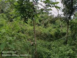 KEBUN 3878m2 Dikota Tasikmalaya NEGO Dijual MURAH Secepatnya lokasi di Tasikmalaya Kota, tersedia melalui melalui situs Olx