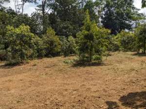 Kebun buah durianJumantono Karanganyar lokasi di Surakarta Kota, tersedia melalui melalui situs Olx