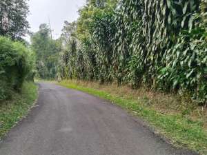 Kebun Cengkeh Dan Teh di Pinggir Jalan Wisata Siap Jadi Agrowisata lokasi di Subang Kab., tersedia melalui melalui situs Olx