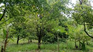 KEBUN CENGKEH LAMPUNG DIJUAL MURAH lokasi di Tanggamus Kab., tersedia melalui melalui situs Olx