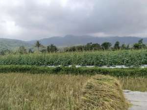KEBUN DAN SAWAH DI KAWASAN WISATA WANAYASAVIEW GUNUNG. lokasi di Purwakarta Kab., tersedia melalui melalui situs Olx