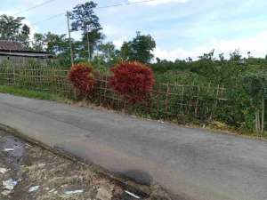 Kebun Jeruk Kampung Poncokusumo Malang lokasi di Malang Kab., tersedia melalui melalui situs Olx