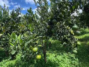 Kebun Jeruk Kota Batu lokasi di Batu Kota, tersedia melalui melalui situs Olx