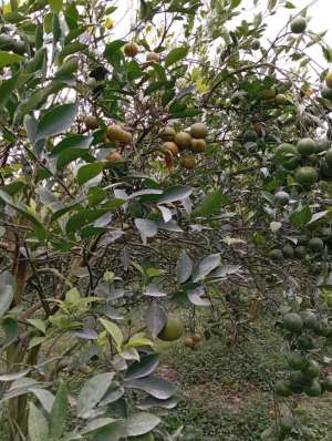 Kebun Jeruk Produktif Poncokusumo Malang lokasi di Malang Kab., tersedia melalui melalui situs Olx