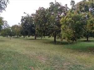 Kebun Mangga Produktif MurahTerawat lokasi di Kuningan Kab., tersedia melalui melalui situs Olx