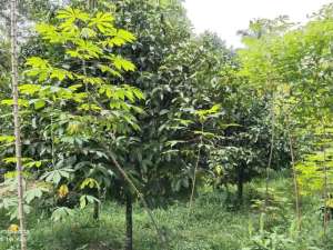 KEBUN MANGGIS DI WANAYASA PURWAKARTA lokasi di Purwakarta Kab., tersedia melalui melalui situs Olx