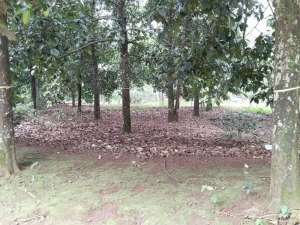 KEBUN MANGGIS PRODUKTIFDILENGKAPI POHON DURIAN MASIH BELAJAR. lokasi di Purwakarta Kab., tersedia melalui melalui situs Olx