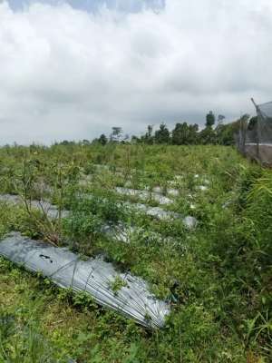 Kebun murah di kopeng lokasi di Salatiga Kota, tersedia melalui melalui situs Olx