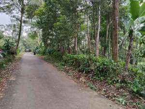 KEBUN NEMPEL KE KALI BERSIH - NEMPEL KE JALAN MOBIL JALAN HOTMIK lokasi di Subang Kab., tersedia melalui melalui situs Olx