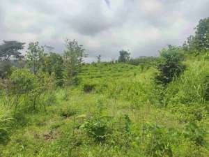 Kebun Sengon dijual di Bondowoso lokasi di Bondowoso Kab., tersedia melalui melalui situs Olx