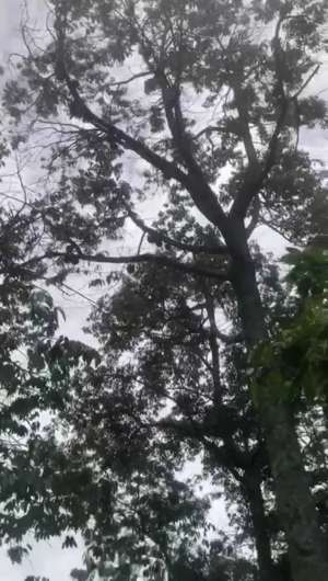 Lahan durian aktif luas 2730 m2 harga 250 juta di Purwodadi,Pasuruan lokasi di Pasuruan Kab., tersedia melalui melalui situs Olx