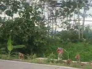 Lahan industri luas 15 HA harga 400 ribu permeter, 15 km dari gerbang tol Nganjuk lokasi di Nganjuk Kab., tersedia melalui melalui situs Olx