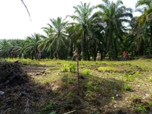 Lahan kebun sawit dan sawah lokasi di Pandeglang Kab., tersedia melalui melalui situs Olx