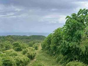 Lahan Pandawa ring road access pink zone SHM perfect for hotels and villa Kompleks lokasi di Kab. Badung, tersedia melalui melalui situs Olx