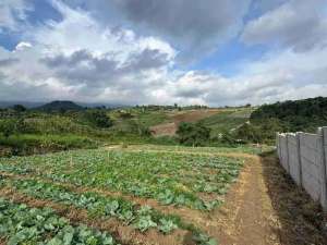 LAHAN PERTANIAN KOTA BATU MURAH SERTIFIKAT lokasi di Batu Kota, tersedia melalui melalui situs Olx