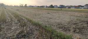 Lahan sawah bu murah lokasi di Jombang  Kab., tersedia melalui melalui situs Olx