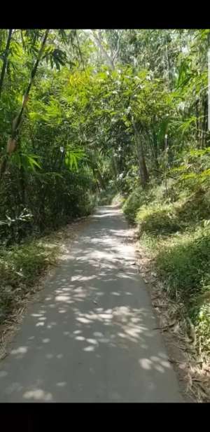 Lahan Sengon dan Jati 6473 m2 Pinggir Jalan Desa lokasi di Bondowoso Kab., tersedia melalui melalui situs Olx