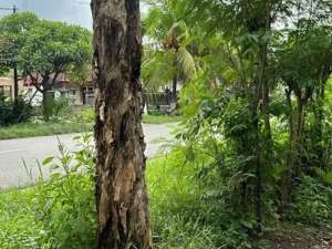 Land 7 Are For Sale In Pemuteran, Buleleng lokasi di Jembrana Kab., tersedia melalui melalui situs Olx