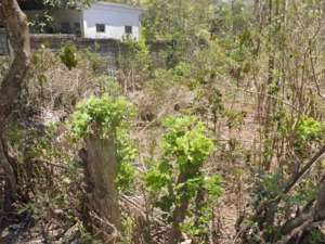 Land For Leasehold on the Main Road Belimbing Sari Pecatu lokasi di Kab. Badung, tersedia melalui melalui situs Olx