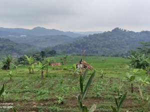 MENAKJUBKANAIRPEMANDANGANSAWAH PRODUKTIF DI PURWAKARTA lokasi di Purwakarta Kab., tersedia melalui melalui situs Olx