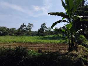 Pasuruan. Tutur ngembal. Lahan perkebunan. lokasi di Pasuruan Kab., tersedia melalui melalui situs Olx