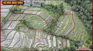 Pinggir Jalan Aspal 48 Are di Penebel dekat Kota Tabanan lokasi di Tabanan Kab., tersedia melalui melalui situs Olx