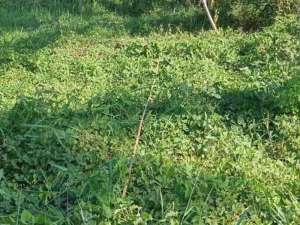 Raya Sidogiri Kraton Pasuruan lokasi di Pasuruan Kab., tersedia melalui melalui situs Olx