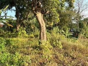 Raya Trawas Mojosari Jatijejer Pungging Mojokerto lokasi di Mojokerto Kab., tersedia melalui melalui situs Olx