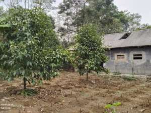 Rp. 150 RbM Kebun Manggis Tinggal Panen Jeruk, Pala, Durian lokasi di Purwakarta Kab., tersedia melalui melalui situs Olx