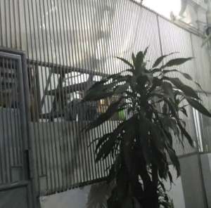 RUMAHKOST 3 KAMARJUAL MURAH HAMPIR NJOP DALAM GANGCIDENG , tersedia melalui melalui situs Olx